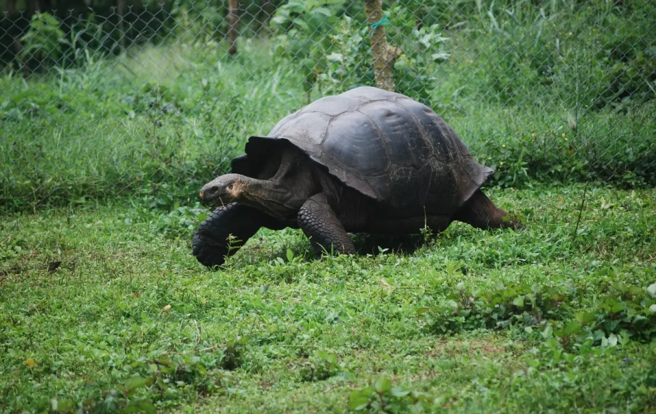 Day Tour of Santa Cruz Island Galapagos