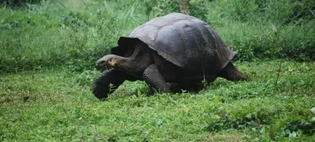 Giant Land Tortoise
