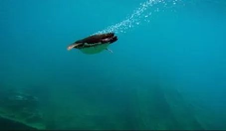 Penguin diving with us