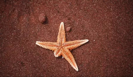 Starfish on the red sand