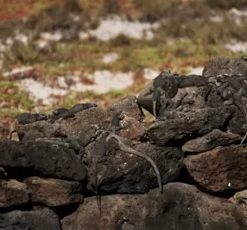 Encountering the wildlife of the Galapagos Islands