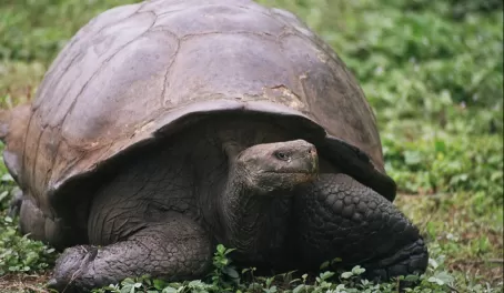 Galapagos tortoises can live to be more than 100 years old! 