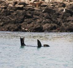 Encountering the wildlife of the Galapagos Islands