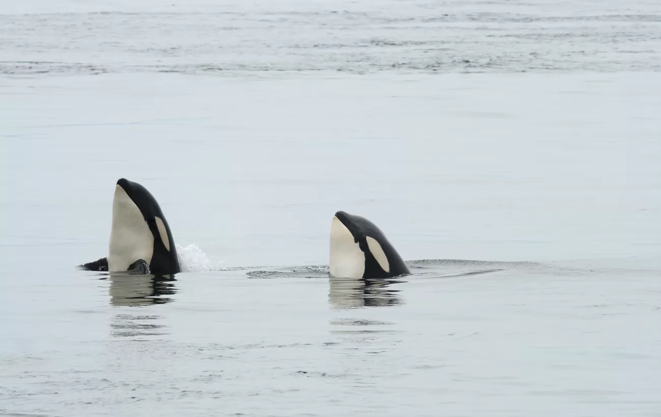 A pair of spyhopping orcas