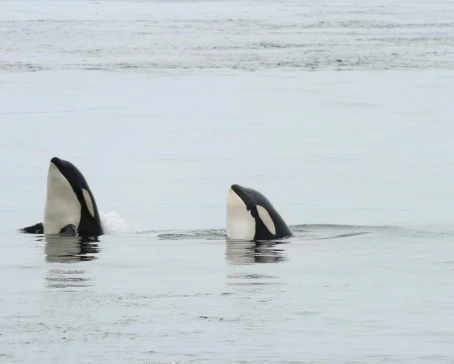 A pair of spyhopping orcas