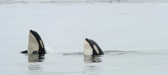 A pair of spyhopping orcas
