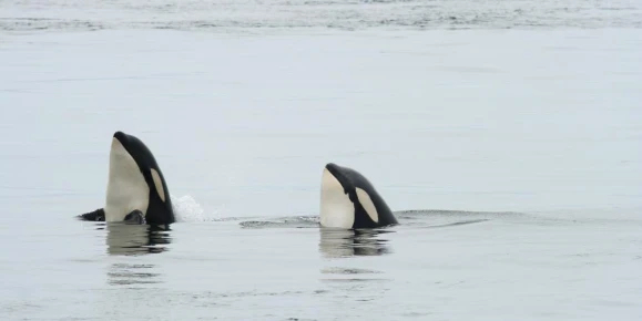 A pair of spyhopping orcas