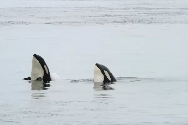 A pair of spyhopping orcas