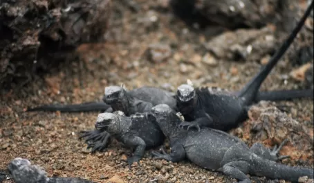 Encountering the wildlife of the Galapagos Islands