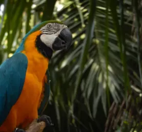 Bali Bird Park