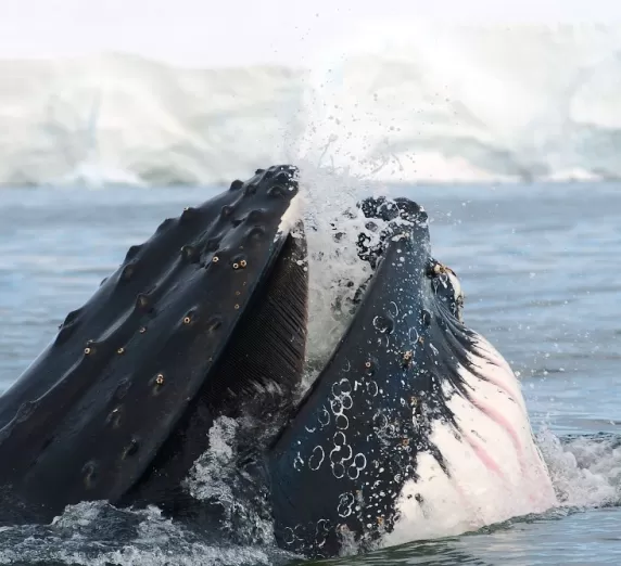 A humpback whale feeds on krill in Antarctic waters 