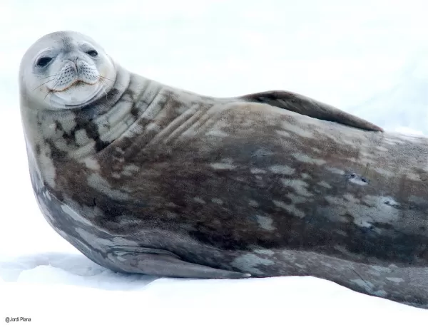 Enjoy the company of the seals in Antarctica