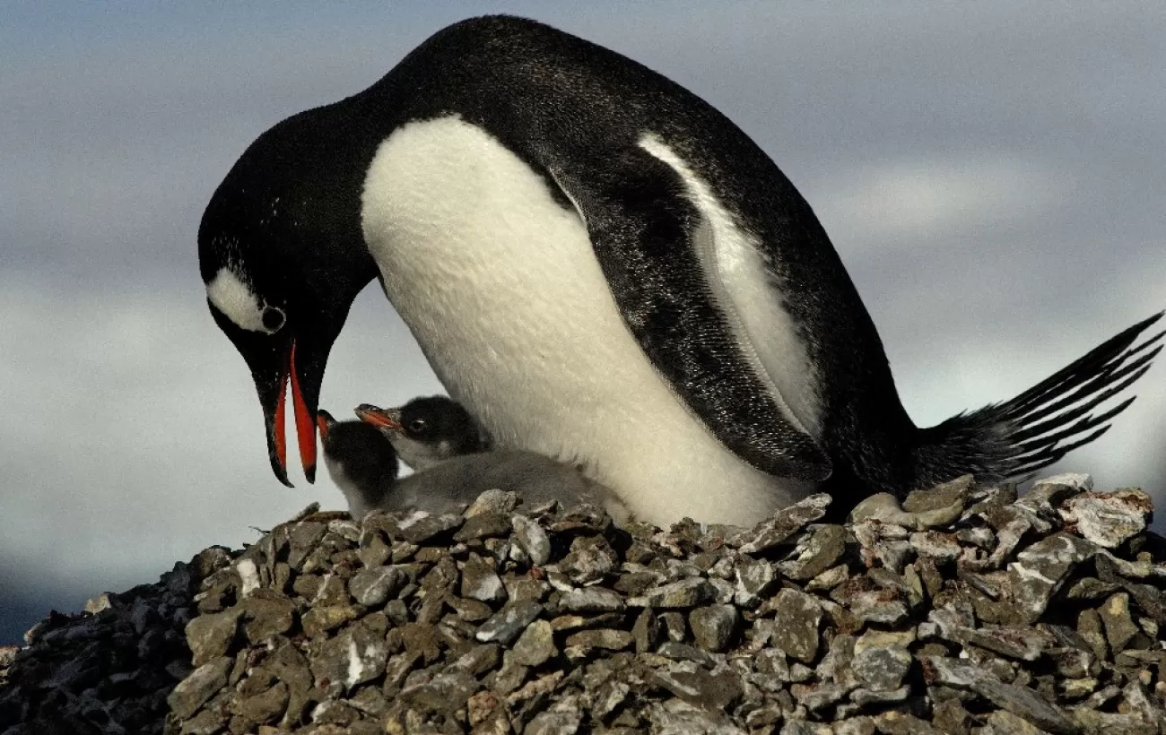 A mother penguin comforts her chicks
