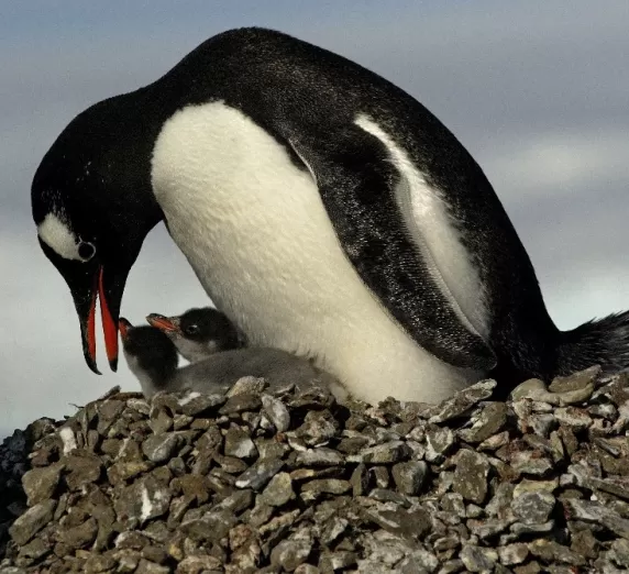 A mother penguin comforts her chicks
