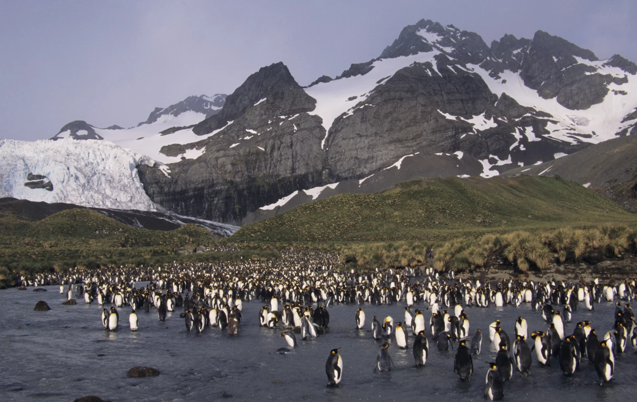Colony of penguins at Gold Harbor