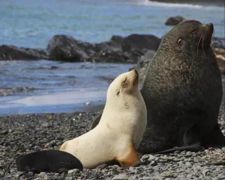 Observe beautiful fur seals