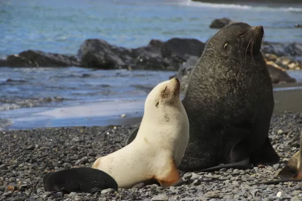 Observe beautiful fur seals
