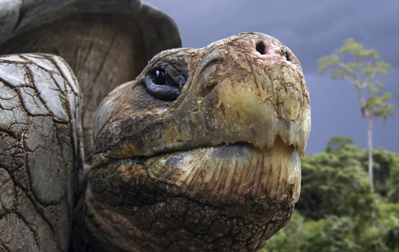 Galapagos Tortoise close up