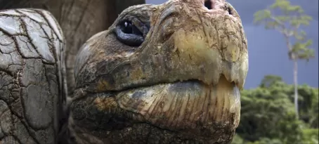 Galapagos Tortoise close up