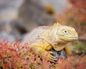 Colorful land iguana