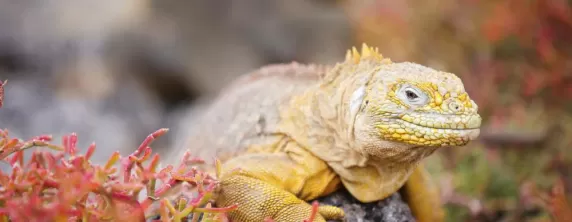 Colorful land iguana