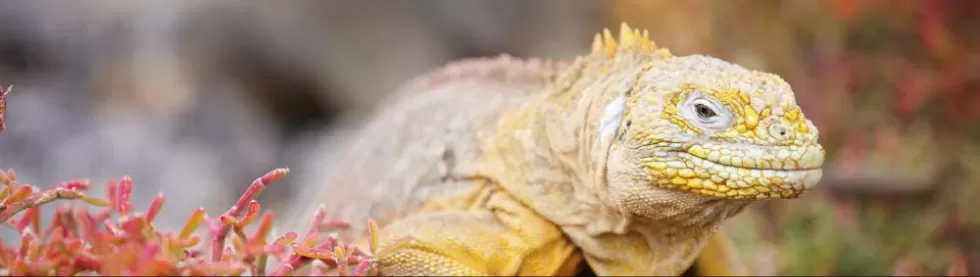 Colorful land iguana