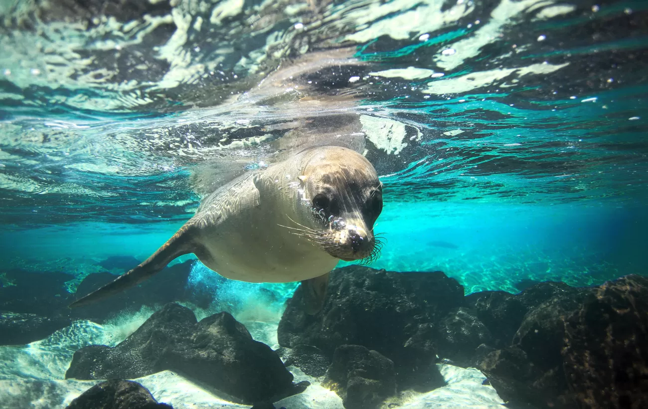 Sea lion encounter while snorkeling