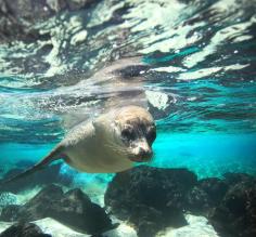 Sea lion encounter while snorkeling