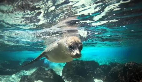 Sea lion encounter while snorkeling