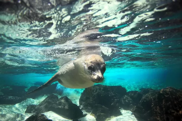 Sea lion encounter while snorkeling