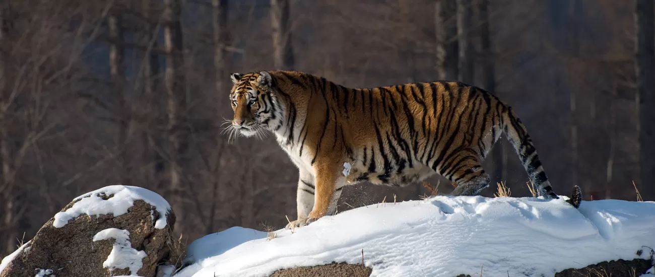 Tiger on a snowy rock