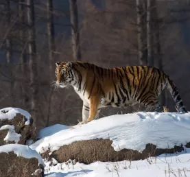 Tiger on a snowy rock
