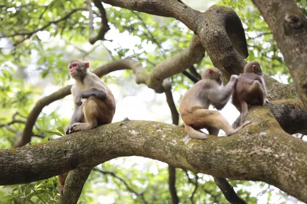 Monkeys in a tree