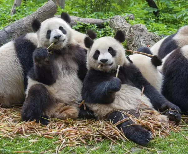 Giant pandas enjoying bamboo