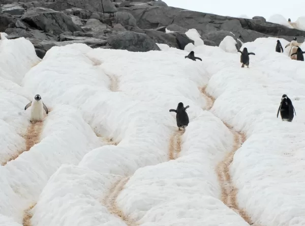Penguins walk on their snow trails
