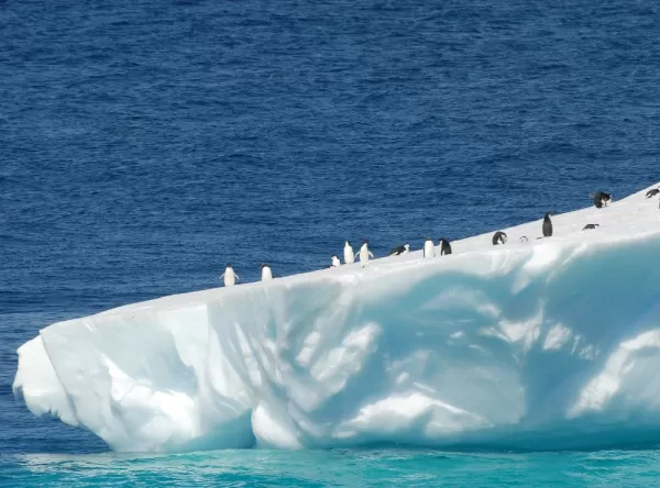 A group of penguins on an iceburg