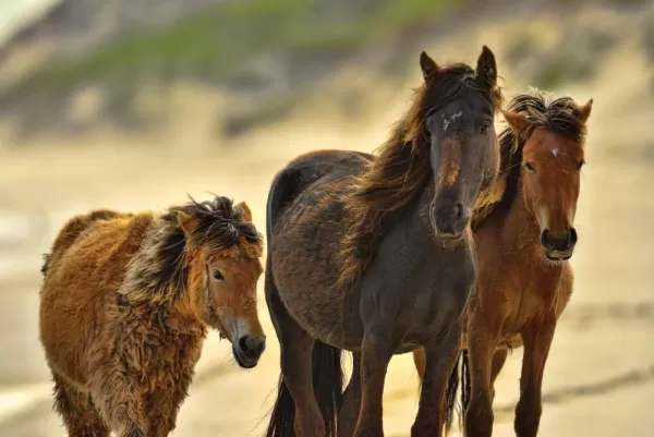 Sable Island 