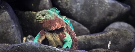 A colorful marine iguana