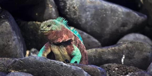 A colorful marine iguana