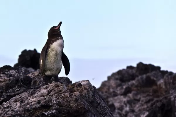 A Galapagos Penguin Catching some sun