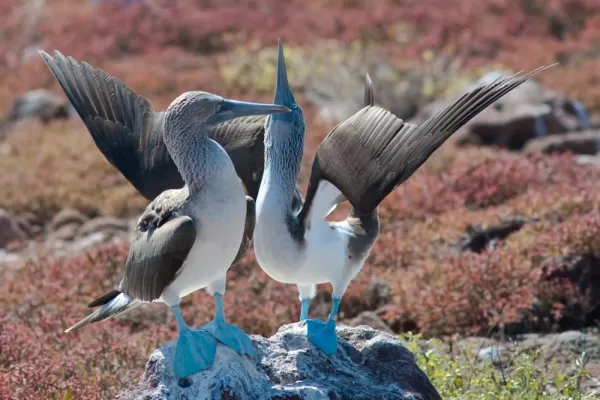 Blue-footed booby friends