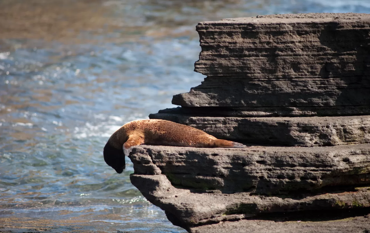 Sea lion looking off a rock