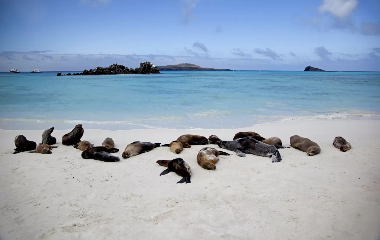 Sea lions just lion around...