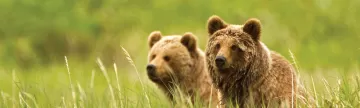 Two Kamchatka brown bears enjoy the view