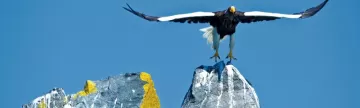 Kamchatka-Stellar Sea Eagle