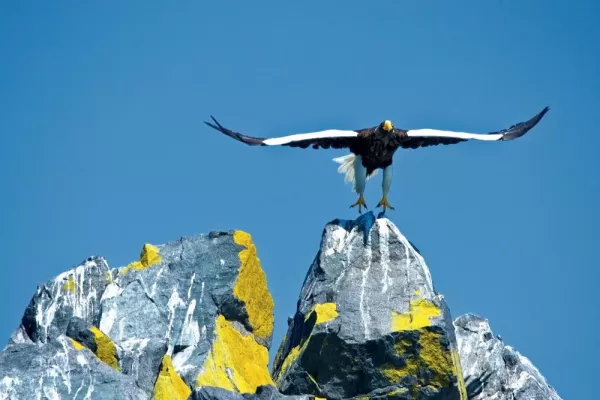 Kamchatka-Stellar Sea Eagle