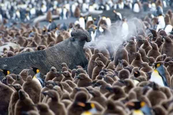 An elephant seal trumpets in the midst of King Penguin chicks