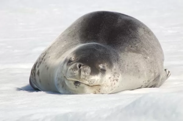 A seal sunbathes along the waters