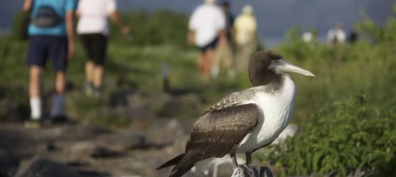 Young Nazca Booby with hikers
