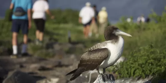 Young Nazca Booby with hikers